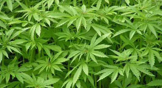 Cannabis als Rauschmittel – Wikipedia