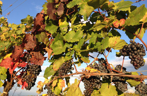 "Weinherbst Niederösterreich: Große Weine gehören groß gefeiert!" "Weinherbst Niederösterreich: Große Weine gehören groß gefeiert!"