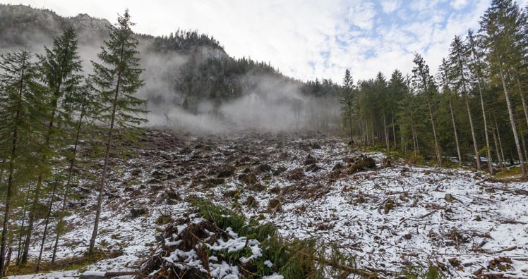 Die Aufforstungsfläche in Gußwerk nach dem Sturmtief Herwart. © Simlinger/Helvetia