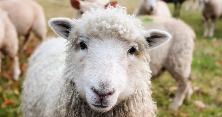Die Schafe in der Mongolei legen ein komisches Verhalten zutage © Pexels