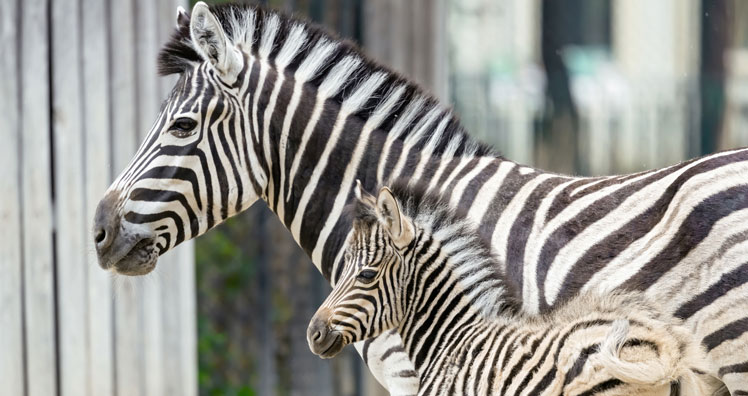 Zebra mit Jungtier © HDI Verischerungen