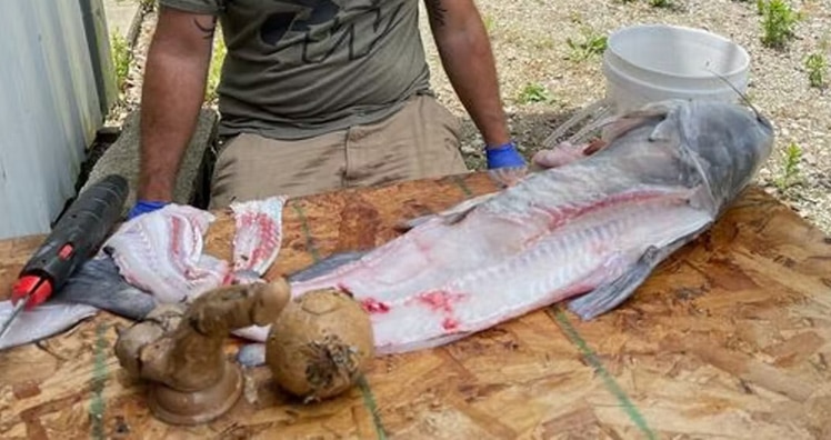 Wels mit Dildo im Magen