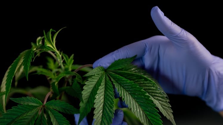 Debatte um Cannabis-Legalisierung © Symbolfoto  Pexels Kindel-Media 