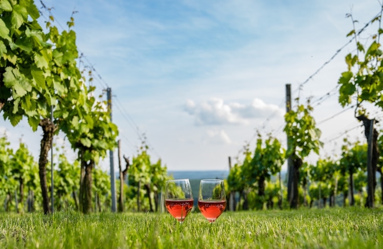 Weinidylle © Burgenland Tourismus_Birgit Machtinger