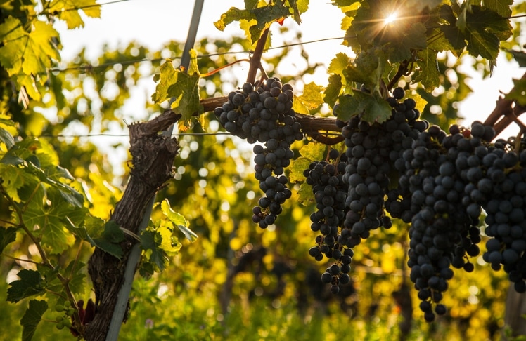 DA_Weinherbst_carnuntum_göttlesbrunn2_IMG_6192