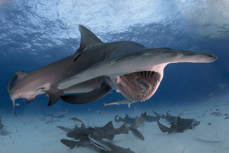 © Herbert Futterknecht