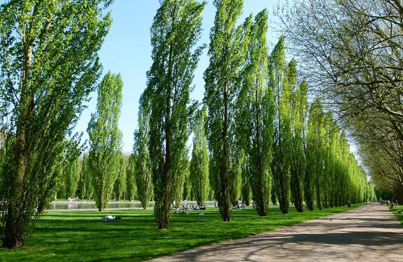 Pappeln-werden-zu-lebenden-Chemiefabriken