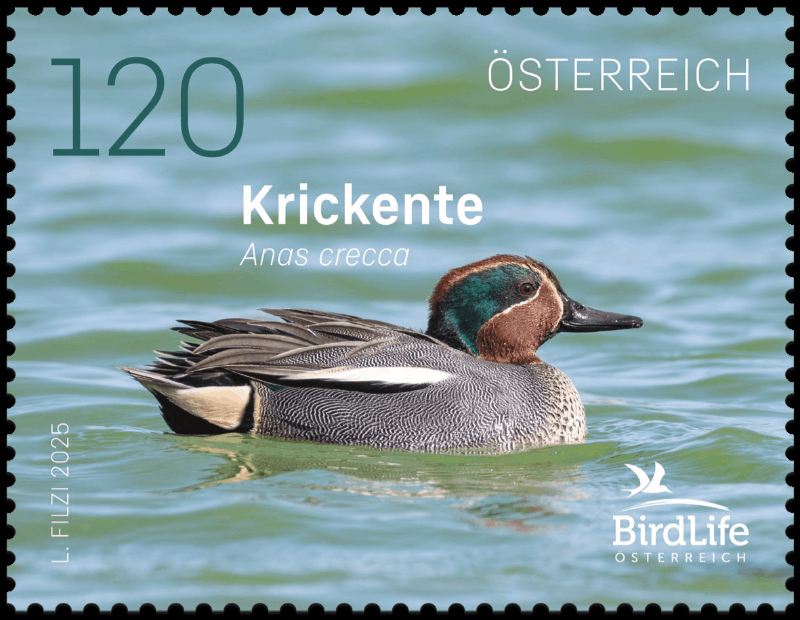 Krickente © Österreichische Post AG