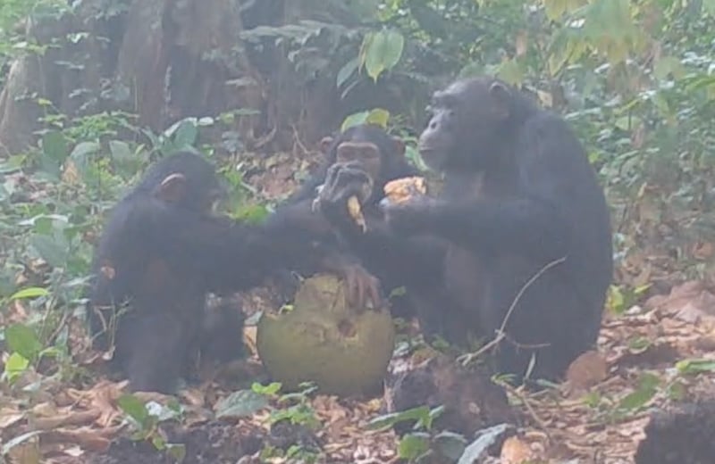 Schimpansen teilen Alko-Früchte