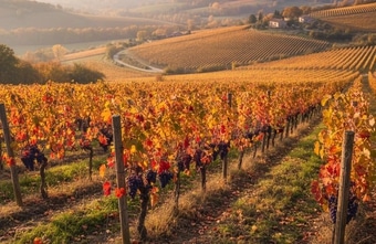 Forderungen bei steirischem Wein-Imperium schießen auf 83 Millionen Euro hoch