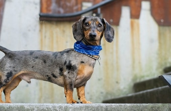 Mehr als 100 Dackel marschierten bei Salzburgs erstem "Sausage Walk" mit