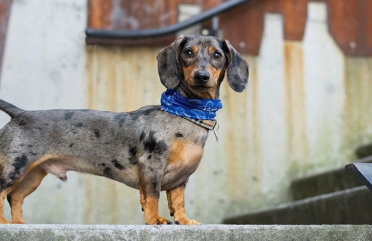 Manche Halter:innen hatten ihre Hunde sogar eigens für den Anlass herausgeputzt. (Symbolbild)