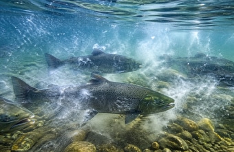 Lachse auf Koks schwimmen doppelt so weit