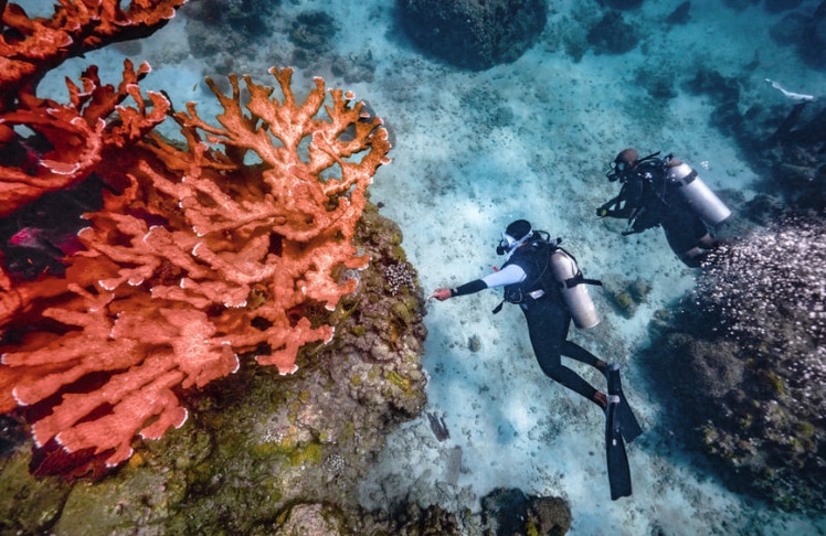 Eintauchen in die fantastische Unterwasserwelt der Karibik © Sandals Resorts