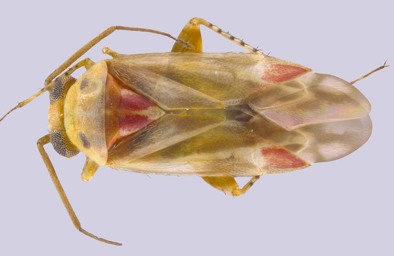 Swiftiephylus taylorae