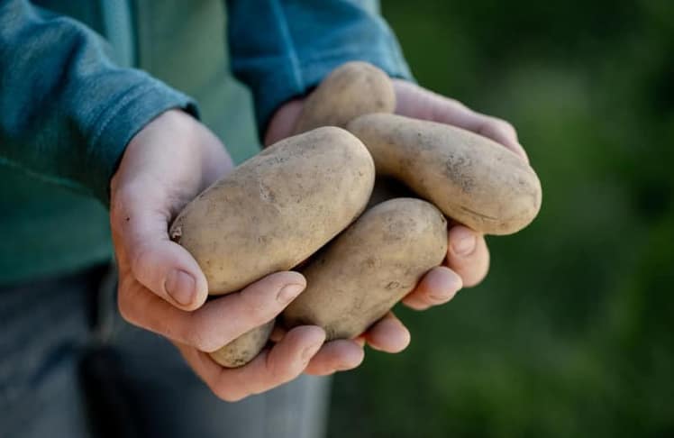 Im Vorjahr wurden in Österreich durchschnittlich rund 54 Kilogramm Erdäpfel pro Kopf konsumiert. © AMA Genussregion / Martina Siebenhandl